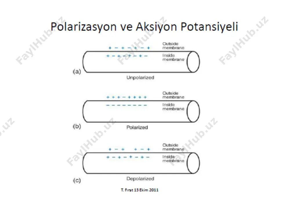 aradik ve sinüzoidal akımların kullanım alanları adale re-edükasyonu: uzun süre aynı pozisyonda kalmış ya da yanlış kullanılmaktan dolayı aktif kontraksiyonunu kaybetmiş adalelerde aktif kontraksiyonu kazandırmak için kullanılır. adele re-edükasyonu  faradik stimülasyon o kasta kontraksiyon meydana getirerek hastaya kasın doğru hareket hissini verir. stimülasyona hasta kasına aktif kontraksiyon yaptırana kadar devam edilir. örneğin: düz tabanlığa bağlı olarak ayağın iç kasları yanlış duruştan dolayı görevlerini yapamazlar bu kaslar faradik akım ile uyarılarak tekrar çalışıncaya kadar eğitimleri yapılır. adaleye yeni işini eğitmede: tendon, kas transfer ya da transplantasyonu sonrasında adaleye eski işini unutturup yeni işini öğretmek için surge’li faradik akım uygulanır. hasta kontraksiyonu görmeli ve kendi üstünde yapmalıdır. elektrodiagnostik olarak: normal bir adalenin motor noktasından minimum kontraksiyon almak için verilen faradik akıma eşik (asgari) akım denir. hasta bir adalenin eşik faradiye az cevap verilmesi halinde hipoeksitabilite, hiç cevap verilmemesine ineksitabilite, fazla cevap vermesine hipereksilabilite denir. bazı sinir ve kas hastalıkları bu şekilde …