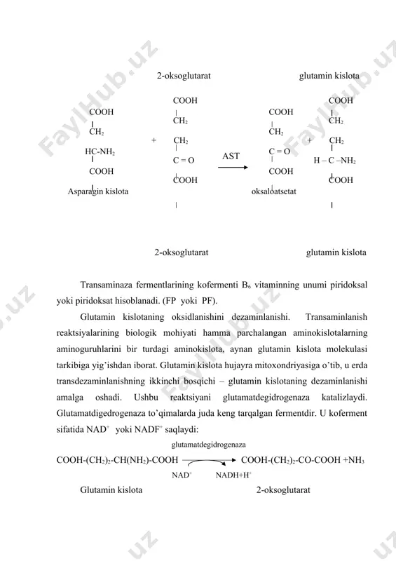 liaza fermenti ishtirokida arginin va fumaratga parchalanadi. siklning 3 – bosqichida arginin arginaza fermenti ishtirokida siydikchil va ornitinga parchalanadi. ornitin halqasi sitrat halqasi bilan fumarat orqali bog’lanadi. fumarat olma kislotasiga, so’ng esa oksaloatsetatga aylanadi. shuning bilan o’z navbatida transaminlanish natijasida yana asparagin kislotasini hosil qiladi. siydikchil azotining bir atomi ammiak hisobiga, ikkinchi atomi esa asparagin kislota aminoguruhi hisobiga hosil bo’ladi. siydikchil sintezini buzilishi quyidagi kasalliklarda kuzatiladi: surunkali gepatit va sirrozda, siydikchil sintezida ishtirok etuvchi fermentlarning tug’ma nuqsonida, metabolik jarayonlarni buzilishida. 5). ammoniy tuzlarini hosil qilish. buyrak to’qimasida asparagin va glutamin asparaginaza va glutaminaza fermentlari ishtirokida parchalanadilar. ajralib chiqqan ammiak ammoniy tuzlarini hosil qilishida ishtirok etadi. l - asparagin + h2o → l - aspartat + nh3 l - glutamin + h2o → l - glutamat + nh3 nh3 + h+ +cl- → nh4cl ya’ni buyrakda ammiak modda almashinuvining kislotali mahsulotlarini neytrallanishida va shu bilan organizmni atsidozdan va natriy ionlarini siydik …