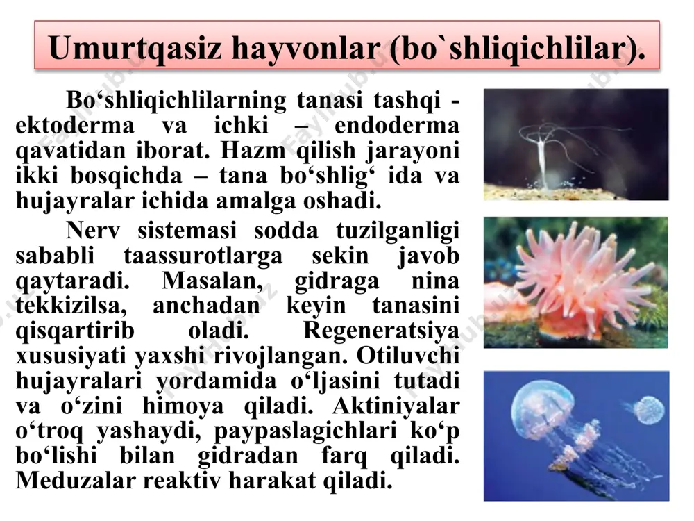 hayvonlar haqida ma'lumotlar - Page 4