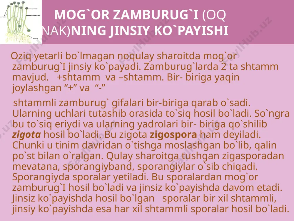 zamburug`lar (mycota) - Page 5