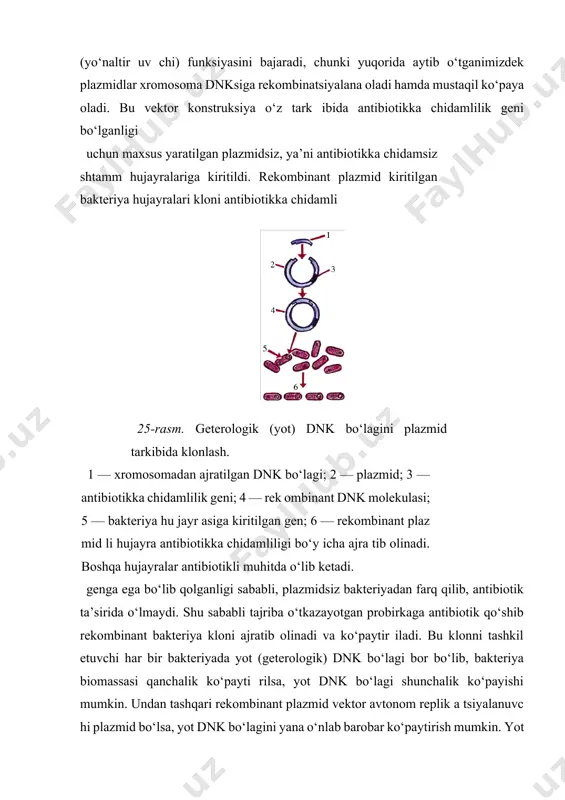 onstruksiyada) plazmid dnk vektor (yo‘naltir uv chi) funksiyasini bajaradi, chunki yuqorida aytib o‘tganimizdek plazmidlar xromosoma dnksiga rekombinatsiyalana oladi hamda mustaqil ko‘paya oladi. bu vektor konstruksiya o‘z tark ibida antibiotikka chidamlilik geni bo‘lganligi uchun maxsus yaratilgan plazmidsiz, ya’ni antibiotikka chidamsiz shtamm hujayralariga kiritildi. rekombinant plazmid kiritilgan bakteriya hujayralari kloni antibiotikka chidamli 25-rasm. geterologik (yot) dnk bo‘lagini plazmid tarkibida klonlash. 1 — xromosomadan ajratilgan dnk bo‘lagi; 2 — plazmid; 3 — antibiotikka chidamlilik geni; 4 — rek ombinant dnk molekulasi; 5 — bakteriya hu jayr asiga kiritilgan gen; 6 — rekombinant plaz mid li hujayra antibiotikka chidamliligi bo‘y icha ajra tib olinadi. boshqa hujayralar antibiotikli muhitda o‘lib ketadi. genga ega bo‘lib qolganligi sababli, plazmidsiz bakteriyadan farq qilib, antibiotik ta’sirida o‘lmaydi. shu sababli tajriba o‘tkazayotgan probirkaga antibiotik qo‘shib rekombinant bakteriya kloni ajratib olinadi va ko‘paytir iladi. bu klonni tashkil etuvchi har bir bakteriyada yot (geterologik) dnk bo‘lagi bor bo‘lib, bakteriya biomassasi qanchalik ko‘payti …