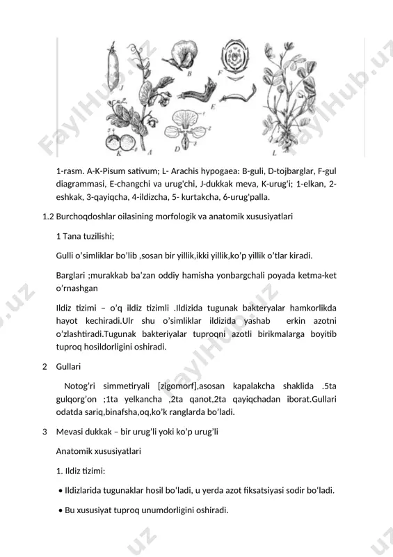urug'li yoki bir urug'li yong'oqcha. o'rta osiyoda bedaning 23 turi, o'zbekistonda 8 ta turi o'sadi. bedaning barcha turlari yem-xashak, azot to'plovchi va asalshiraga boy o'simlik sifatida shunga garamay, ekiladigan beda, yo'ng'ichqa (m. sativa) foydali xususiyatlari bilan alohida o'rinda turadi 3- rasm beda o’simligi astragal - astragalus turkumi o'zbekistonda turlari juda ko'p tarqalgan turkumlardan. o'rta osiyoda uning 592 turi, o'zbekistonda esa 250 dan ortiq turi o'sadi. hayotiy shakliga ko'ra unga o't, yarimbuta va butalar kiradi. turlari osiyo (shu jumladan o'rta osiyoda) va kavkazda keng tarqalgan. ular turlicha tuproq sharoitida va o'zbekistonda barcha tik mintaga (cho'l, tog', adir, yaylov)lada o'sadi. astragallarning ko'pchilik turlaridan yem-xashak sifatida foydalaniladi. 4 4- rasm astragal no'xat - cicer turkumiga bir va ko'pyillik o'tlar kiradi. yer yuzida uning 27 turi, o'rta osiyoda 16 va ozbekistonda 8 ta tabiiy holda o'sadigan va bitta turi madaniy holda o'sadi. madaniy no xat (c. arietinum) juda keng tarqalgan, bir yillik, sershox, tukli …