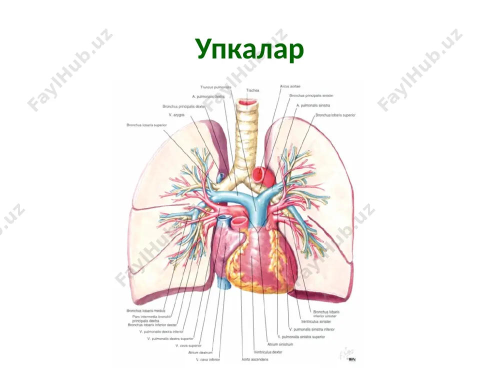 нафасолишорганлари - Page 4