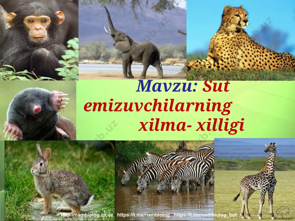 6 °c gacha) bo‘ladi. shuning bilan birga ularning tuzilishida sudralib yuruvchilarga xos bir qancha xususiyatlar (masalan, kloakasining bo‘lishi, tuxum qo‘yib ko‘payishi) mavjud. tuxum qo‘yuvchi sutemizuvchilarga o‘rdakburun va yexidna kiradi http://nambiolog.zn.uz https://t.me/nambiolog https://t.me/nambiolog_bot tuxum qo’yuvchi sutemizuvchilar turkumi avstraliyada uchraydi. suyaklari naysimon, klaokali xayvon. tana harorati 26-36о. tuxum qo’yib ko’payadi. http://nambiolog.zn.uz https://t.me/nambiolog https://t.me/nambiolog_bot o’rdakburun suvda va daryo qirg’oqlarida yashaydi. tanasining uzunligi taxminan 60 sm. tanasi kalta jun bilan qoplangan. burni – o’rdak tumshug’ini eslatadi. oyoqlarida suzgich pardali. dumi keng. 2 tadan tuxum qo’yadi. kozi yumuq jish bola ochadi. http://nambiolog.zn.uz https://t.me/nambiolog https://t.me/nambiolog_bot yexidna quruqlikda yashaydi. tanasining uzunligi 40 sm. tanasi tikanlar va uzun qillar bilan qoplangan. qorin qismida xaltachasi rivojlangan. oyoqlari uzun tirnoqli. http://nambiolog.zn.uz https://t.me/nambiolog https://t.me/nambiolog_bot xaltalilar sutemizuvchilar xaltalilar tuxum qo‘yuvchilarga nisbatan birmuncha murakkab tuzilgan. ular tirik bola tug‘adi; kloakasi bo‘lmaydi. so‘rg‘ichlari rivojlangan, tana harorati nisbatan yuqori (37°c gacha), bachadoni rivojlanmagan yoki juda kuchsiz rivojlangan. shuning uchun tug‘ilgan bolalari juda kichik va zaif …