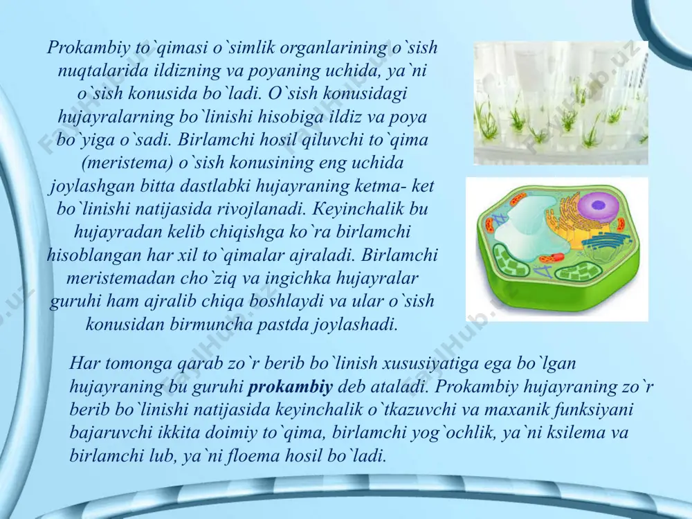 o`simliкlarning to`qimalari - Page 4