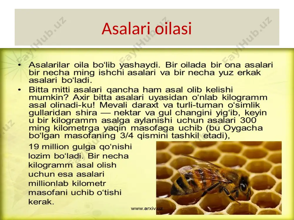 pardaqanotlilar turkumi - Page 4