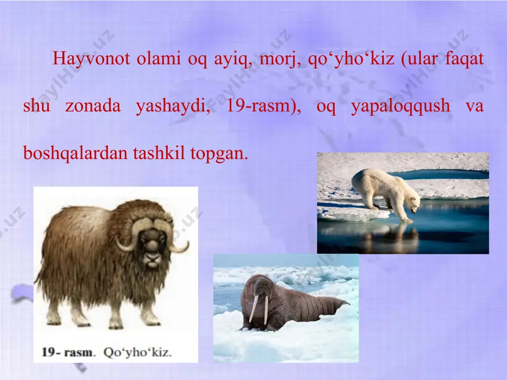 shimoliy amerikaning tabiat zonalari va balandlik mintaqalari 6-sinf - Page 4