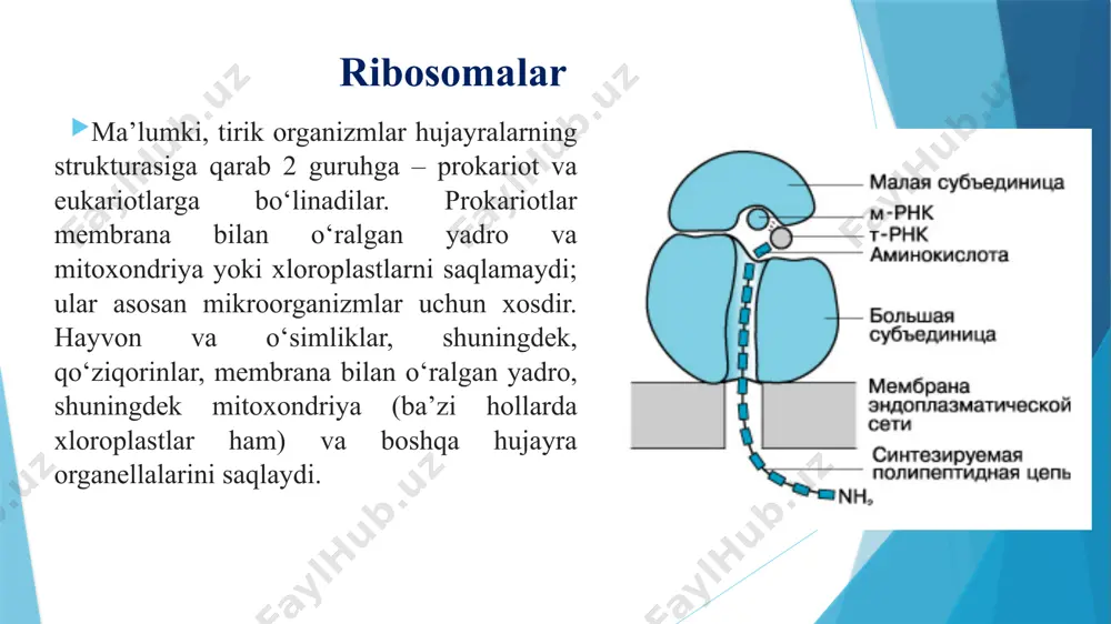 lar formilmetioninni kodlaydi, ichki triplet bo‘lganda esa o‘z aminokislotalarini, ya’ni aug – metioninni, gug – valinni kodlaydi. polipeptid zanjir initsiatsiyasi. ma’lum polipeptid haqida axborot tutuvchi mrnk ribosomaning kichik subbirligi bilan birikadi, keyin esa ma’lum trnkga birikkan initsiatsiyani boshlovchi aminokislota bilan bog‘lanadi. natijada initsiatsiya kompleksi hosil bo‘ladi. initsiatsiya qiluvchi aminokislotani olib keluvchi trnk mrnk tarkibidagi polipeptid zanjirining boshlanishi haqida xabar beruvchi maxsus triplet yoki kodon bilan komplementarlik prinsipi asosida bog‘lanadi. ribosomada 2 qism tafovut qilinadi: 1. a–aminoatsil – qism 2. r–peptidil – qism. initsiatsiyani boshlovchi fmet–trnk faqat p–qism bilan bog‘lanishi mumkin. qolgan yangi keluvchi amino–atsiltrnklar a-qismga birikadi, p–qism ribosomaning aminokislotadan bo‘shagan trnklar ketadigan joyi hisoblanadi. 3. elongatsiya. bu bosqichda aminokislotalarning ketma-ket kovalent bog‘lanishi orqali polipeptid zanjirning uzayishi sodir bo‘ladi. bu 3-bosqichda davom etadi: tu elongatsiya faktori bilan kompleks hosil qilgan bog‘lariga gtf tutuvchi ikkinchi amino–atsil-trnk ribosoma bilan bog‘lanadi. gtf gidrolizlanadi, hosil bo‘lgan gdf ts elongatsiya faktori katalizlaydigan reaksiya natijasida qaytadan gtfga …