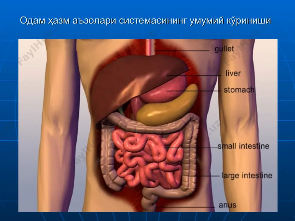 инг умумий узунлиги – 1 -1,5м. йугон ичак ингичка ичакдан йуғонлиги, деворини (бир текис булмай) бугим -бугим булиб кенгайиб ва торайиб турган бугин -бугимлиги, бошдан - оёк осилиб ётган ёг усимталари ва буй баробар йуналган йуллари билан ажралиб турса, шиллик кавати эса безларнинг камлиги, сурғичларнинг булмаслиги билан фарк килади. , энди ичаклар харакати (перистальтикаси) хакида гапирсак; нчак харакати 2 хил булади: перисталътик ва маятниксимон перисталтик харакат циркуляр мускул каватининг тулкинсимон кискариши натижасида булади (мисоли сениз, купол гознинг карамлар устида хракатнни эслатади). бу кискариши химусаинг ичак ичида секин - аста дистал йуналишда сурилишига олиб келади. маятниксимон харакати эса 2 хил (хам буйлама, хам циркуляр) мускул кават иштирокида булади. тўғри ичак pancreas