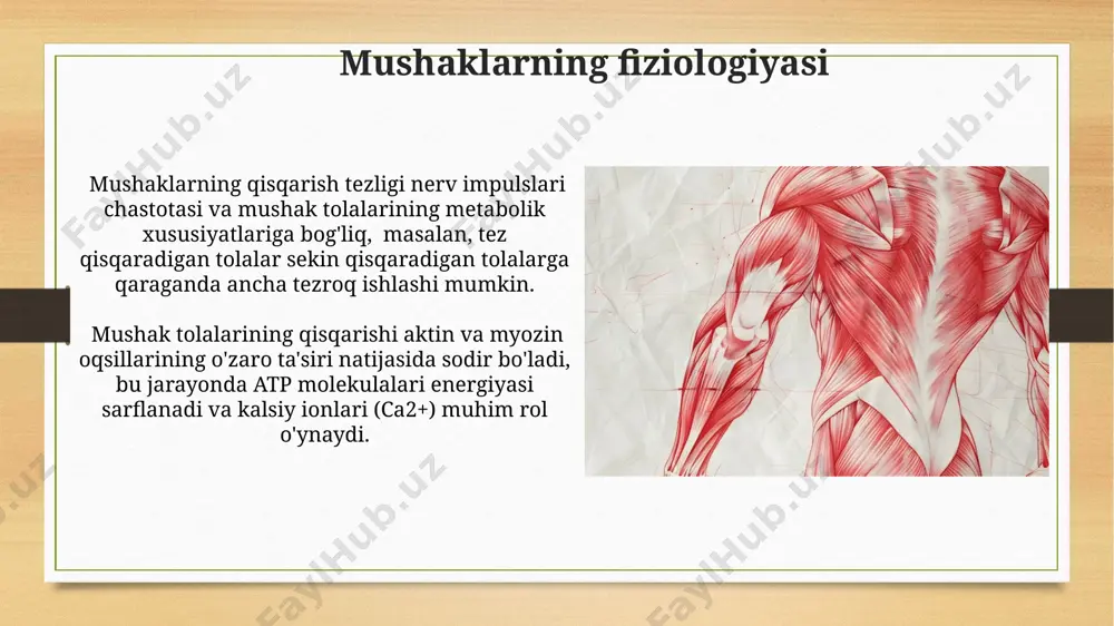 muskullarning tuzilishi - Page 3