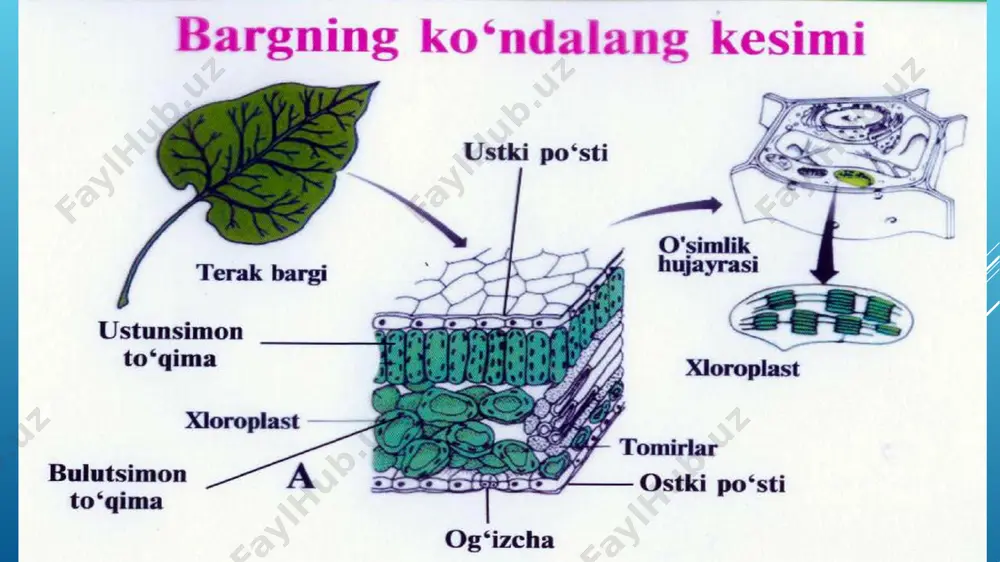euglena viridis yoki euglena gracilis. tuzilishi va sistematisasi. - Page 4