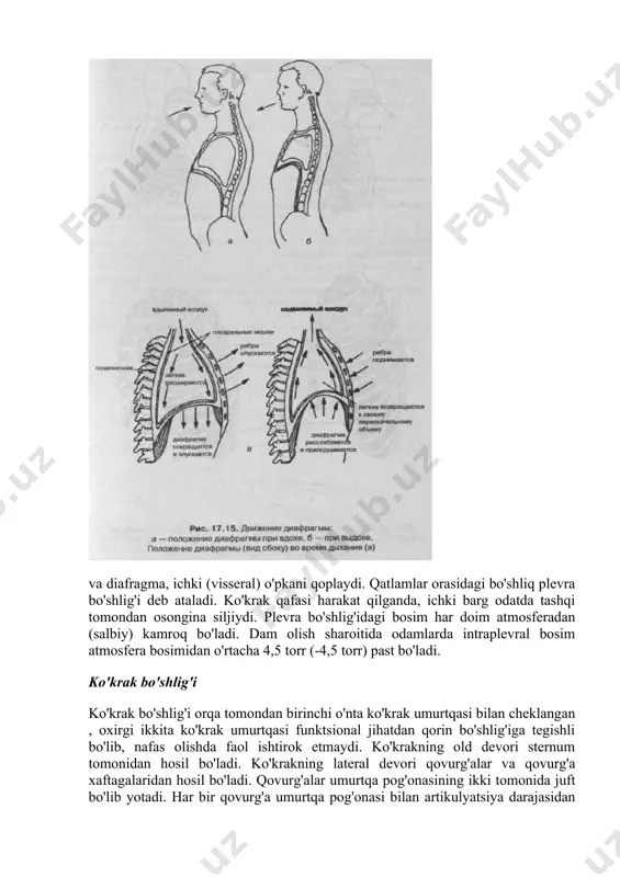 r yuqoriga ko'tarilib, ko'proq gorizontal holatni egallaydilar; shu bilan birga, sternumning pastki uchi oldinga siljiydi. nafas olish paytida qovurg'alarning harakatlanishi tufayli ko'krak qafasining ko'ndalang kesimi ham ko'ndalang, ham bo'ylama yo'nalishda kattalashadi qovurg'alar umurtqa pog'onasi bilan bo'g'imlarida aylanish nuqtasiga ega bo'lgan ikkinchi turdagi tutqichlardir (17.17-rasm, a, c). siqilish paytida tashqi qovurg'alararo mushaklar qovurg'alarni bir-biriga yaqinlashtirishi kerak, ammo mushaklarning pastki biriktirilishidagi kuch momenti (g) dastagining katta uzunligi (c-g) tufayli yuqoridagi (b) dan kattaroqdir. ),keyin mushaklar qisqarganda, qovurg'alar ko'tariladi. nafas olish paytida diafragma qisqaradi, bu uning gumbazini tekis va pastroq bo'lishiga olib keladi (17.16-rasmga qarang). . yoshga, jinsga va faoliyat turiga qarab, nafas olish, asosan, qovurg'alararo mushaklar orqali - qovurg'a yoki ko'krak qafasidagi nafas olish turi yoki diafragma orqali - diafragma yoki qorin bo'shlig'i orqali sodir bo'ladi. nafas olishda ko'krak va qorinning pastki qismlari ishtirok etadigan aralash turi ham mavjud, u keksa odamlarda, shuningdek, ko'krak qafasining qattiqligi va o'pka to'qimalarining elastikligining pasayishi bilan …