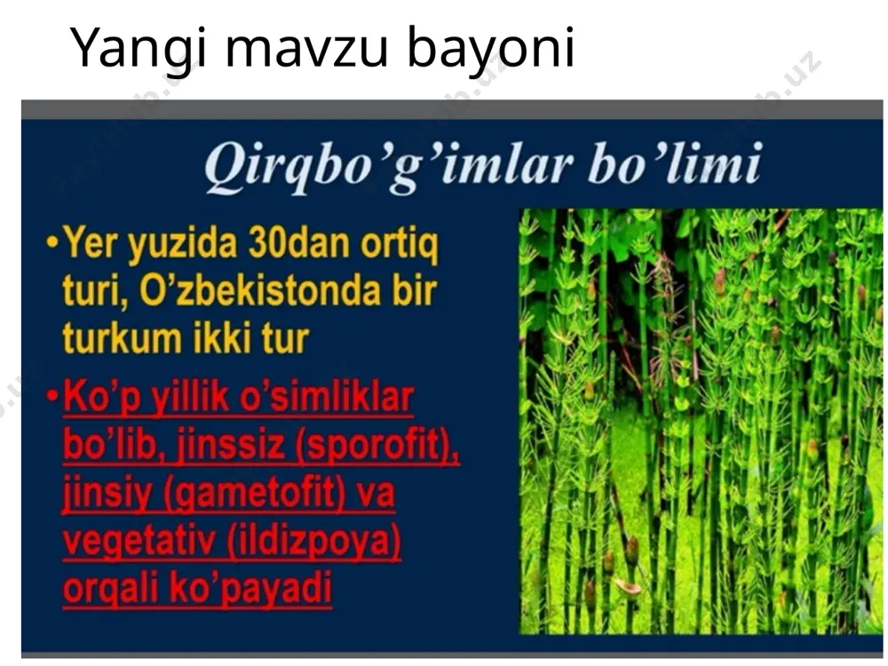 qirqbo'g'imlar bo'limi - Page 5