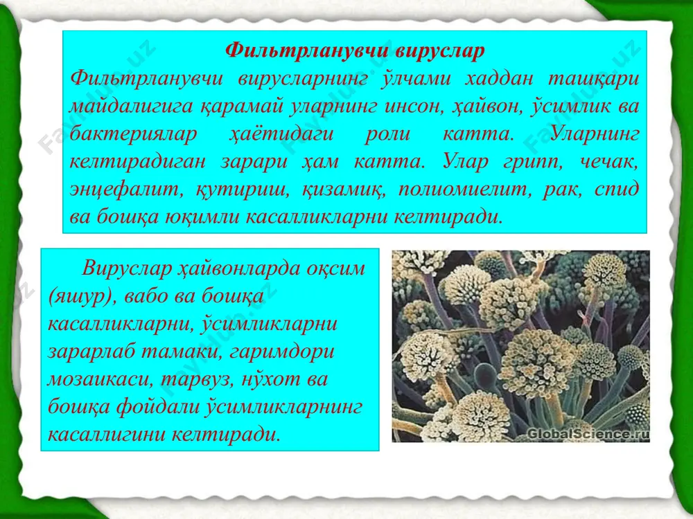 да яшайдиган шакллари киради. бир ҳужайрали кўп ядроли, мицелийси яхши ривожлангандир. улар облигат паразитлар бўлиб, бутун ривожланиш цикли юқори ўсимликлар танасида ўтади. яхши ривожланган бир ҳужайрали, жинсий ва жинссиз йўл билан кўпаядиган, тараққий этган тупроқ замбуруғларидир. улар зооспоралар ҳосил қилмайдилар. жинсий кўпайиш спорангийларда ҳосил бўладиган спорангиоспора ёрдамида амалга ошади. гуркираб ўсаётган мицелийдан вертикал холда спорангий таначаси ўсиб чиқади ва унда юзлаб ва минглаб спорангиоспоралар етиладиган спорангий ҳосил бўлади. зигомицетлар (zygomycetes) базидиомицетлар замбуруғларнинг юқори тараққий этган гурухи ҳисобланади. кўп ҳужайрали мицелийси бўлиб, жинсий кўпайишда базидиоспоралари мавжуд базидиялар хизмат қилади. бир ҳужайрали базидияларда тўртта калта ўсимталар - стеригмаларда бир донадан базидиоспоралар жойлашган бўлади. уларнинг зиготаси катталашиб, тугноғичсимон ҳужайра базидияни ҳосил қилади. базидияларнинг юқори учида ингичка ўсимталар-стеригмалар пайдо бўлиб, ядролар эса уларга ўтади. вояга етган базидия ичида 4 та базидиоспора мавжуд. қоракуя замбуруғлари гулли ўсимликлар, айниқса бошоқли экинларни зарарловчи замбуруғлар катта иқтисодий зарар етказадилар. қоракуя замбуруғлари ўсимликларни барча ривожланиш босқичларида зарарлай олади. дрожжалар …