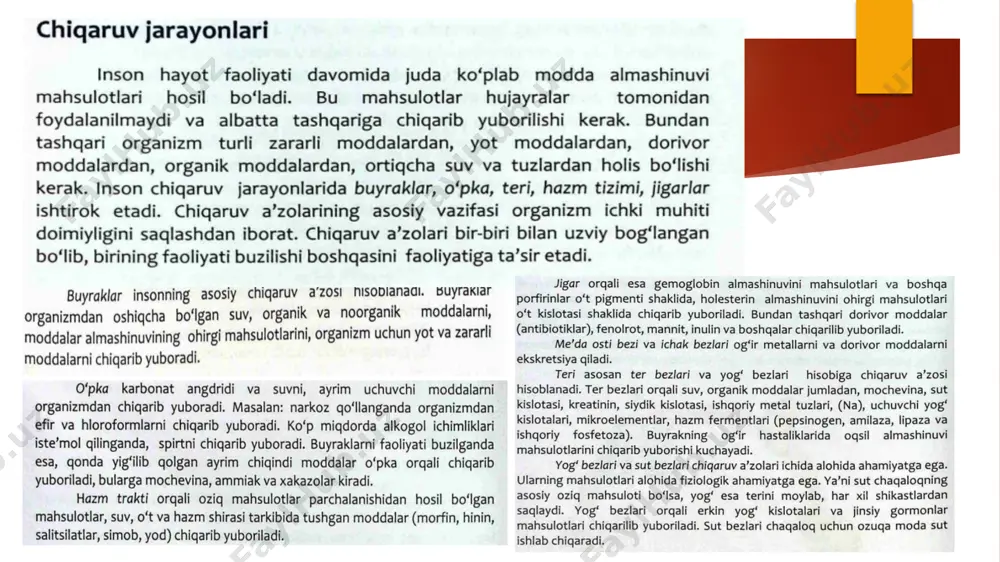 glomerulus ning diametri 0,2 mm ni tashkil etadi. uning ichida 50 ta kapillar koptokcha hosil boladi. buyrak nefronining uzunligi 35-50 mm ga teng boladi. buyrak kapillarlaridagi bosim nisbatan katta bolib, simob ustunining 70 mm ga to ‘g ‘ri keladi. buyrak arteriyalarining qorin aortasidan ajralishi va kapillarlargacha masofaning qisqa bolishi hisobiga bosim yuqori boladi. buyrakdagi birlam chi siydik ajraladigan kapillaming umumiy yuzasi 1,5-2 n r ga teng boladi buyrak so‘rgichi sohasidagi foramina papillaria orqali chiqadigan ikkilamchi siydik kichik va katta kosachalar, buyrak jomi orqali siydik nayiga yo‘naladi. kichik kosachalar - calyces renales minores har bir buyrakda 8-9 ta boladi. kichik kosacha devorining bir qismi 1-2 ta buyrak piramidasining so‘rgich sohasini qoplaydi. ikkinchi devori esa katta kosachalar - calyces renales majores ga davom etadi. katta kosachalar uchta boladi: 1) calux superior - yuqori kosacha; 2) calux medius - o ‘rta kosacha; 3) calux inferior - pastki kosacha. katta kosachalar buyrak jomi - …