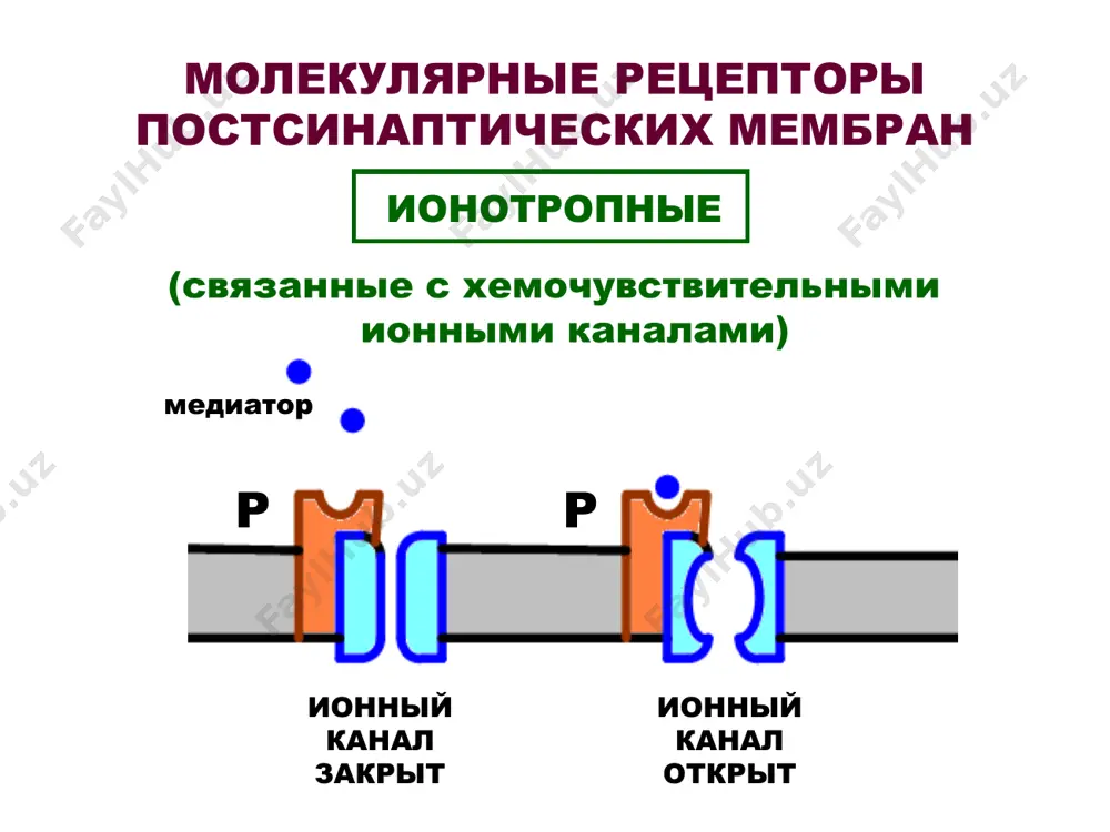 говый) афферентный вход б (допороговый) эфферентная импульсация (за счёт конвергенции возбуждения к «общим» нейронам) 0 + 0 = 1 окклюзия афферентный вход а (сверхпорогоый) афферентный вход б (сверхпороговый) суммарный ответ меньше, чем простая сумма двух отдельных ответных реакций (за счёт конвергенции возбуждения к одним и тем же «общим» нейронам) 3 + 3 = 5 iv. принцип реципрокной иннервации иннервация антагонистических групп мышц (с использованием реципрокного постсинаптического торможения) спинной мозг вход возбуждающий к сгибательным мышцам отсутствие импульсации к разгибательным мышцам v. принцип общего конечного пути (окп) фактор силы в борьбе за окп конвергенция импульсов от разных афферент-ных входов к одной и той же группе эфферент-ных нейронов. сильнейший раздражитель (вход а) захватывает общий конечный путь спинной мозг афферентные входы общий конечный путь а б в г д vi. принцип доминанты доминантный центр «притягивает» к себе возбуждение, возникшее в других центрах. из всех возможных ответных реакций в данный момент может осуществиться только доминант-ная …