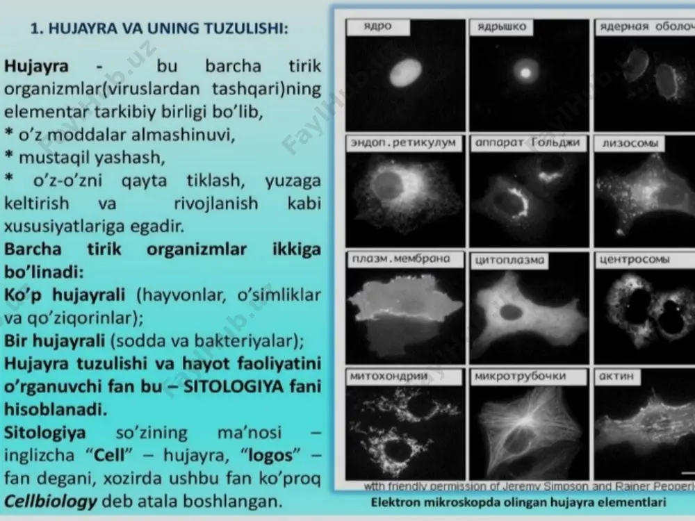 o’simlik hujayrasining tuzilishi - Page 3