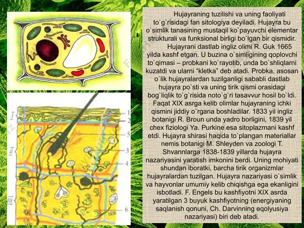 www.arxiv.uz nukleoplazma bu kolloid qorishma bo`lib, unda xromosoma va yadrocha joylashgan. nukleoplazma tarkibiga turli xil fermentlar, nuklein kislotasi kiradi. www.arxiv.uz xromosomalar ikki xil holatda bo`lishi mumkin. ishchi holatida ingichka ipga o`xshash bo`lib, modda almashinuvi jarayonida faol qatnashadi. ularni faqat elektron mikroskop yordamida ko`rish mumkin. yadroning bo`linish davrida ular maksimal darajada yig`ilib qisqa va yo`g`on bo`ladi va yorug`lnk mikroskopida ham ko`rish mumkin bo`ladi. ular genetik axborotlarni bo`lishtirish va tashish vazifasini bajaradilar va modda almashinuvi jarayonida qatnashmaydilar. ximiyaviy tarkibi esa dnk va oqsildan iborat nukleoproteiddan tarkib topgan. dnk molekulalarining tarkibiy qismi – nukleotidlardir. nukleotidlar 3 komponentdan: fosfat kislotasi, dizoksiriboza shakari va 4 ta azot birikmalari: adenin, guanin, timin, sitozinning biridan iborat. www.arxiv.uz www.arxiv.uz yadro va hujayraning bo`linishi. hujayra oddiy usulda, ya`ni bo`linib ko`payadi. bunda bitta ona hujayradan 2 ta qnz hujayra hosil bo`ladi. hujayralar uch xil: to`g`ri, ya`ni amitoz, noto`g`ri, ya`ni mitoz va reduksion, ya`ni meyoz yo`l bilan ko`payadi. www.arxiv.uz www.arxiv.uz adabiyotlar …
