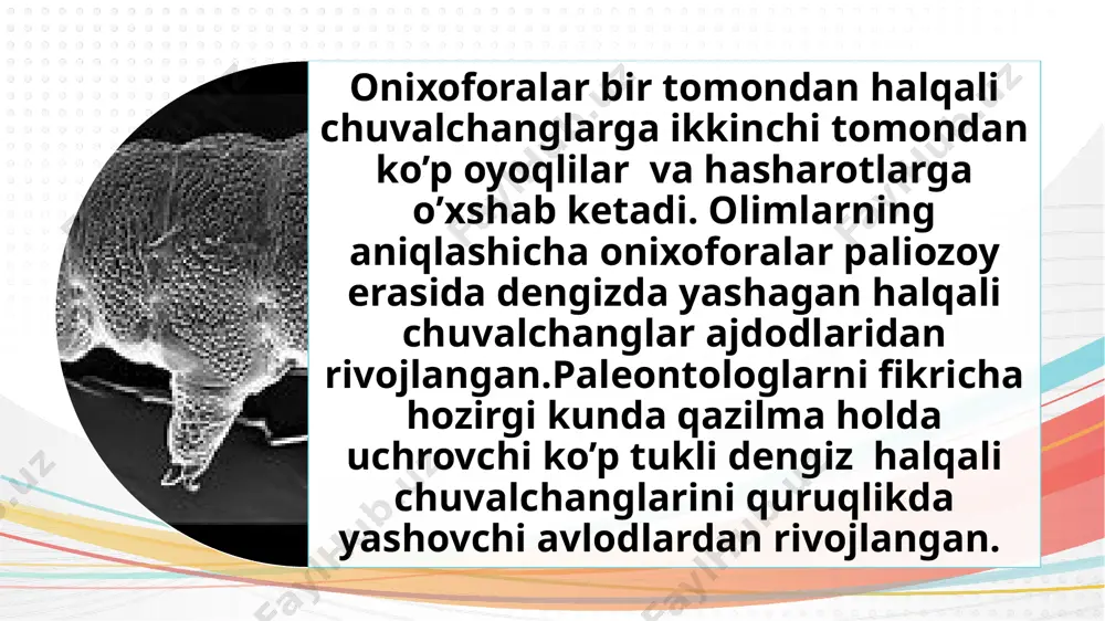 onychophora va tardigrada tiplari - Page 4