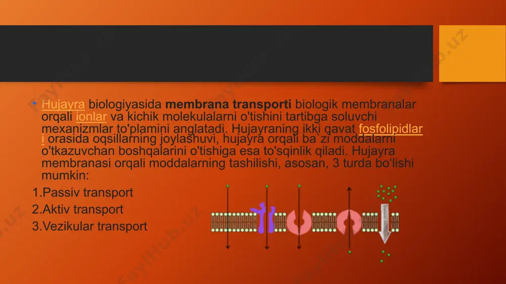 adi. aktiv transport qanday energiyadan foydalanilishiga qarab ikki turga: birlamchi aktiv transport va ikkilamchi aktiv transportga boʻlinadi. aktiv transport asosan nasoslar va maxsus tashuvchi oqsillar orqali amalga oshadi. agar modda atf energiyasi hisobiga tashilsa birlamchi aktiv transport (k/na ion nasoslari) deyiladi. bunda atf energiyasi hisobiga 3ta natriy hujayra tashqarisiga, 2ta kaliy hujayra ichkarisiga yaʼni konsentratsiya gradiyentiga qarshi tashiladi. . ion nasoslar alfa va betta subbirliklardan tuzilgan boʻlib, deyarli barcha muhim qismlar alfa subbirligida joylashadi. bir modda boshqa moddaning energiyasi hisobiga tashilsa ikkilamchi aktiv transport deyiladi. ikkilamchi aktiv transportda – konsentratsiya gradiyenti boʻyicha harakatlanuvchi moddaning harakat energiyasi hisobiga boshqa modda harakatlanadi. bu transport oʻz navbatida kotransport (simport) hamda kontratransport (antiport) shaklida boʻladi. simport mexanizmda aktiv tashiluvchi modda, gradiyent boʻyicha harakatlanuvchi modda bilan bir xil yoʻnalishda harakatlansa, antiport mexanizmda teskari yoʻnalishda harakatlanadi. vezikular transport vezikular transportda – hujayra membranasining butunligi saqlangan holatda moddalar tashilishi yuzaga keladi. bu transport usulida moddalarning hujayraga kirishi …
