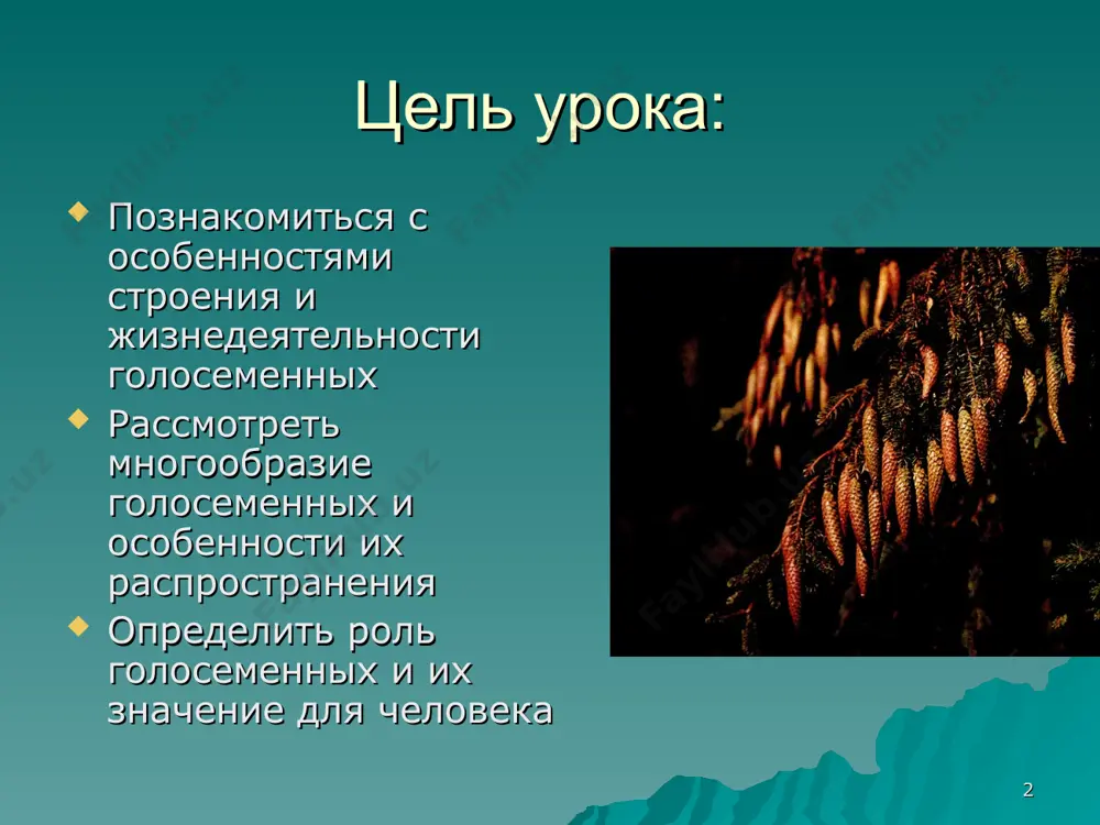 льшие площади заняты сосновыми борами и еловыми лесами (25% и 17% соответственно). распространены по всему земному шару. * многообразие хвойных растений секвойядендрон гигантский (веллингтония, мамонтово дерево), высота до 100 м и диаметр до 10 м. живет до 3-4 тыс. лет. это одно из самых высоких деревьев. отдельные небольшие рощи секвойядендрона только в калифорнии (западный склон сьерра-невады), заповедные. разводят как декоративное в парках и садах во многих странах мира. * эфедра – низкорослый кустарничек * наиболее распространены в россии ель сосна * пихта и сосна сибирская * лиственница сибирская и даурская * эти растения образуют обширные лесные массивы (тайгу), а также украшают улицы, парки городов. малоустойчивы к загрязнению воздуха. * * применение хвойных из древесины хвойных изготавливают мебель, бумагу; её используют при строительстве зданий, изготовлении музыкальных инструментов, карандашей. живица хвойных используется для получения канифоли, скипидара. отдушки хвойных используются при изготовлении кремов, шампуней, мыла. лиственница даёт человеку древесину, не гниющую в воде …