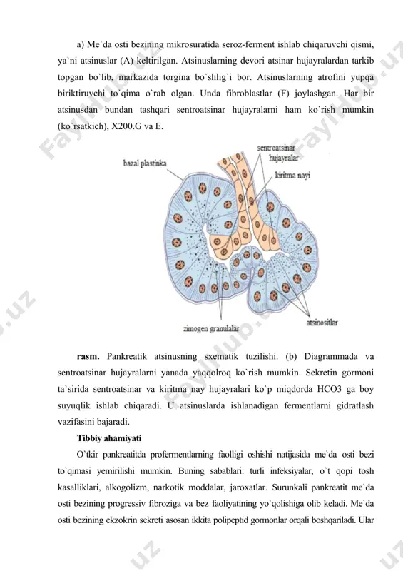 me'da osti bezi tuzilishi - Page 5