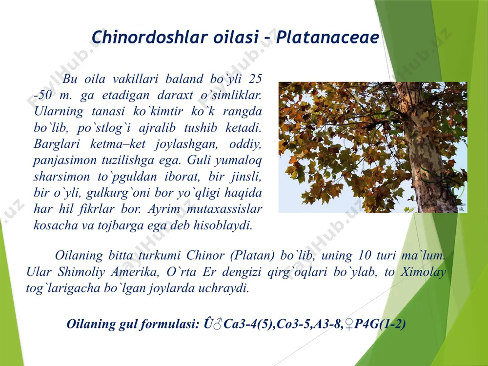 chinorkabilar sinfchasi – hamamelididae - Page 4
