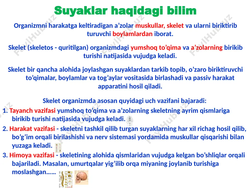 anish (peri-atrof, ostal-suyaklanish) deb ataladi. 4. enxondral (ichida) suyaklanishda perioxndrumning ishtiroki bilan osteoblastlar yordamida suyak vujudga keladi. suyaklarning rivojlanishi suyaklar tuzilishi, rivojlanishi va vazifalariga ko’ra qo’yidagi turlarga bo’linadi: i. naysimon suyaklar 1.uzun suyaklar. 2. kalta suyaklar ii. g’ovak suyaklar 1. uzun suyaklar. 2. kalta suyaklar. sesamasimon suyaklar iii. yassi suyaklar 1. kalla suyaklari. 2. kamar suyaklari. iv. aralash suyaklar kalla suyagining asosiy qismini tashkil etuvchi suyaklar, umurtqalar. suyaklarning klassifikasiyasi anatomiyaning suyaklarning bir-biri bilan o’zaro birikishini o’rganuvchi qismi artrologiya (artroiogia) yoki sindesmologiya (syndesmologia) deb ataladi. suyaklar nimalar vositasida va qanday birlashishga qarab qo’yidagi ikkita asosiy guruhga bo’linadi: 1. uzluksiz (harakatsiz) birlashmalar - synarthrosis 2. harakatchan birlashmalar (bo’g’imlar) - diarthrosis (bundan tashqari, uzluksiz birlashmashlarga ham harakatchan birlashmalarga kiritish qiyin bo’lgan birlashmalar bor. ular yarim bo’g’im (hemiarthrosis) deb ataladi) suyaklarning o’zaro birikishi bo’g’imlarning harakat qilishi suyaklardagi bo’g’im yuzalarining shakliga bog’liq. odatda, bir suyakning bo’g’im hosil qiluvchi uchi yumaloq (shar) shaklda bo’lsa, ikkinchi suyakning …
