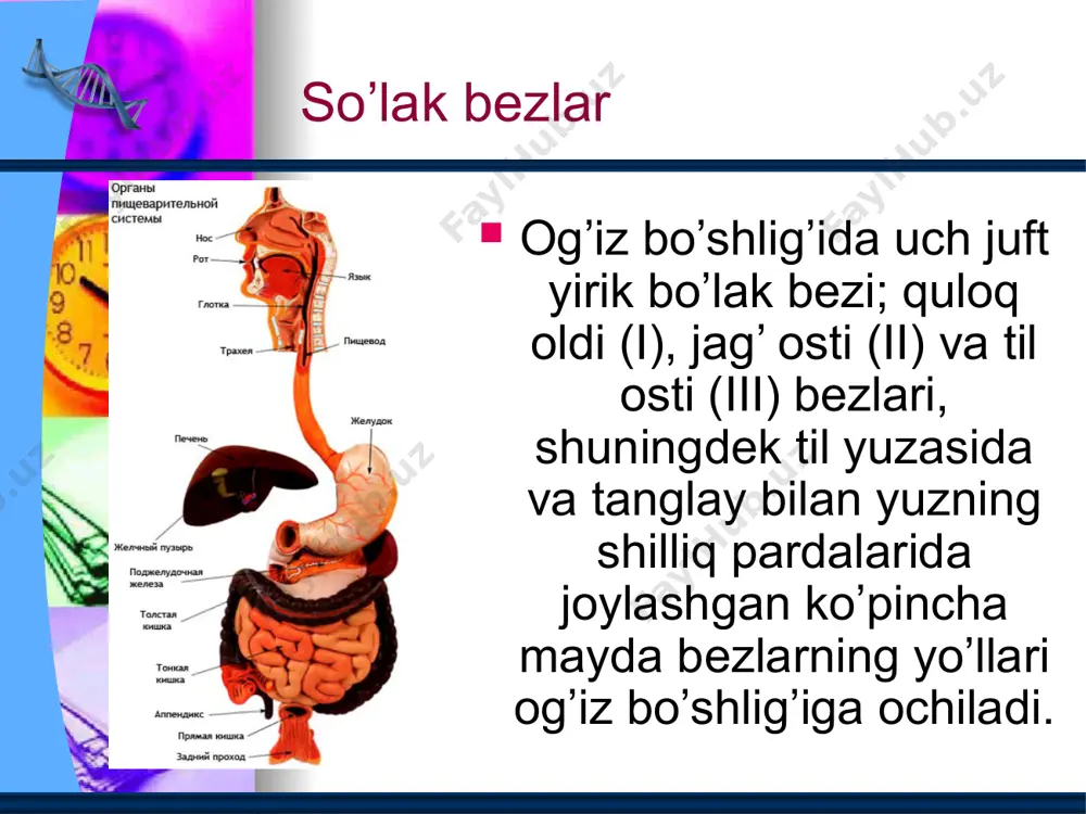 ovqat hazm qilish - Page 4