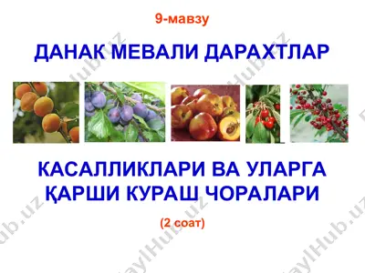 данак мевали дарахтлар — PPT