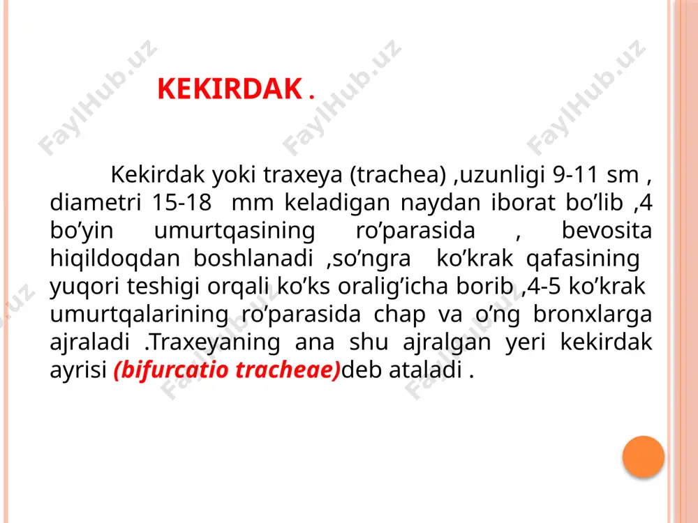 qlashib borgan sari tez sinuvchan bo’lib qoladi . o’pka . o’pka ( pulmones , yunoncha pneumon –rasm ) bir juft bo’lib ko’krak qafasining (cavitas thoracis )ikki tomonida joylashgan . o’ng va chap o’pkalar o’rtasidagi kamgakda yurak , qon tomirlar va ko’ks oralig’i joylashgan . har bir o’pka( pulmo) konus shaklida bo’lib , asosi ( basis pulmonis ) past tomondan diafragmaga tegib turadi va diafragma tegib turadi va diafragma yuzasi (facies diafragmatica ) deyiladi . o’pkaning uchi (apex pulmonis ) birinchi qovurg’adan 3-4 sm yuqoriroqda turadi va orqa tomondan 7 bo’yin umurtqaning ro’parasiga to’g’ri keladi .o’pkalarning qovurg’alarga tegib turgan yuza ( facies costalis ) va bir-biriga qarab turgan ko’ks oralig’idagi medial yuzasi (facies medialis ) tafovut qilinadi . o’pkalarning medial (ko’ks oralig’i ) yuzasida o’pka arteriyasi venasi va bronxlar kirib chiqadigan o’pka darvozasi ( hilus pulmonis ) joylashgan .ana shu qon va limfa tomirlari yig’ilib , o’pka ildiz radix pulmonis ni …