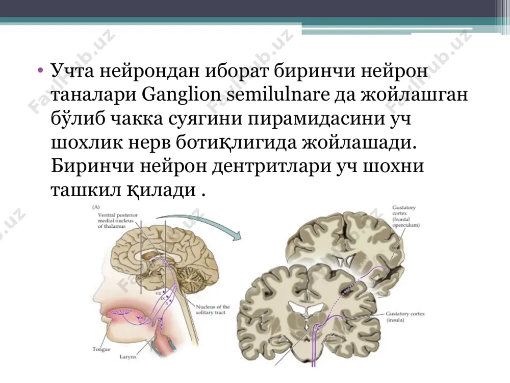 ги мимик синамалар юқориги мимик синамалар қошни юқорига кўтариш пешонани тириштириш қошларни чимириш кўзни чирт юмиш пастки мимик синамалар тишларни кўрсатиш лунжни шишириш хуштак чалиш ёки лабни чўчайтириш периферик фалажлик периферик фалажи шу нерв ёки унинг ядроси зарарланишидан келиб чиқади юз ассиметрик лаблар соғлом томонга тортилган бурун –лаб буришмаси йўқолади фалажланган томонда кўз ёриғи катталашади. марказий фалажлик юз нервининг марказий невронлари бир томонлама зарарланганда қарама- қарши томондаги мимика мускуларининг фалажланишига олиб келади .юз нервини марказий фалажида юзни фақат пастли қисми фалажланади юз нервини неврити клиника: юз ассиметрияси кузатилади. юзида тинч холатда ва мимик машк бажарганда ассиметрия. пешона тиришларини текизланиши, лагофтальм, «ракетка», «парус» симптомлари мусбат. бурун-лаб бурмасини текизланиши. ксеростомия – оғиз бўшлиғини куруклашиши. ксерофтальмия – кўз олмасини куруклашиши. юз нервини шикастланиш сохасига боғлик симптомлар: ядро (варолиев куприк) – юф + контрлатерал гемисиндром. мияча-куприк бурчаги – юф + vi+ viii+ мияча белгилари. фаллопиев каналга кириш сохаси – юф + тилда там билиш …