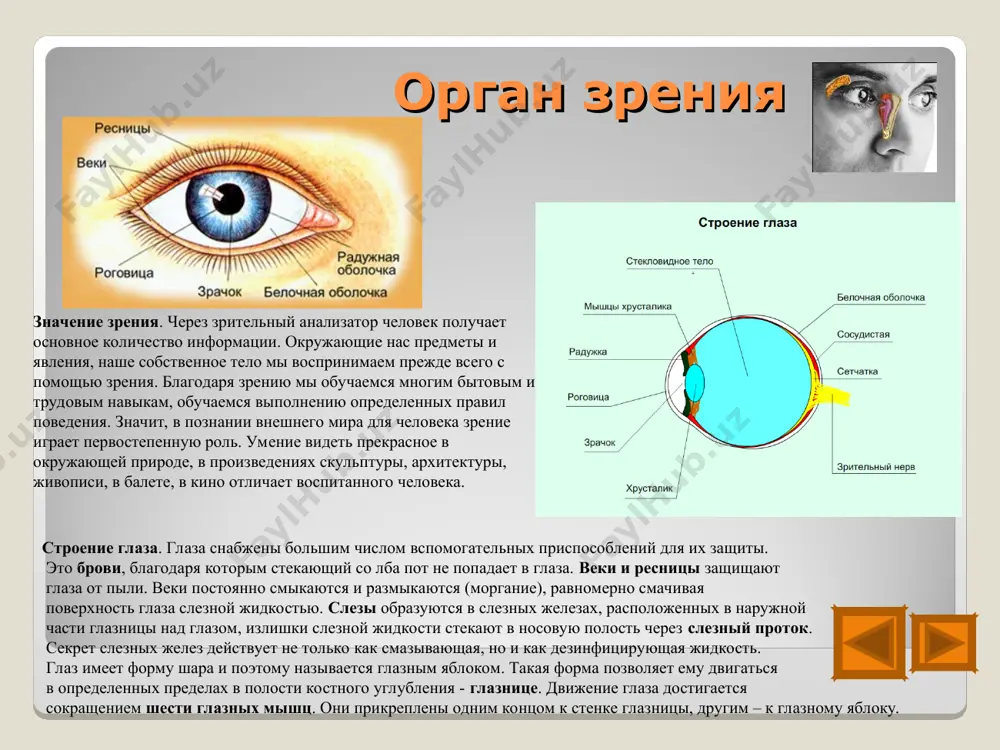 тренних органов мы не может точно определить по месту (что и где болит), а ощущения на коже может определить с большой точностью. в коже много рецепторов боли, около 100 на 1 кв.см. боль – это очень важный сигнал тревоги для организма, сигнал мобилизации на борьбу с опасностью. к болевым ощущениям человек привыкнуть не может. а вот к температурным воздействиям человек легко привыкает. ощущение тепла возникает с помощью одних рецепторов, а холода – других рецепторов. больше всего таких рецепторов расположено на лице и губах. важнейшее кожное чувство – это осязание, ощущение прикосновения и давления. оно создается благодаря специальным рецепторам. их больше всего на подушечках пальцев, на губах и на кончике языка. рецепторы представляют собой окончания нервов, завернутые в капсулу или оболочку. наибольшей чувствительностью обладают кончики пальцев руки, где кожные рецепторы расположены очень плотно. сигналы от кожных рецепторов по чувствительным нервам направляются в спинной и головной мозг. в коре головного мозга происходит …