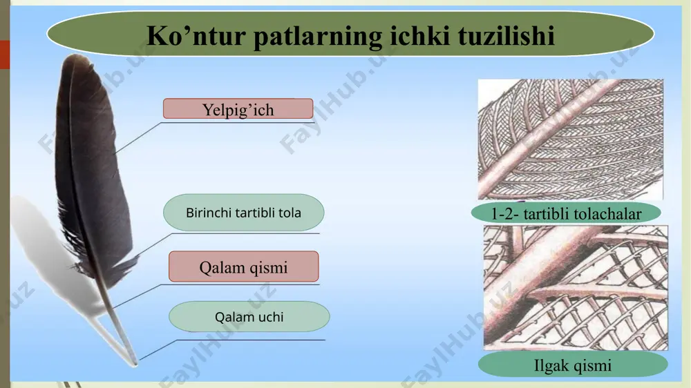 ae) yoki ko'kraktojlilar (curinatae) katta turkumi gagarasimonlar (gaviiformes) turkumi qo‘ng‘ irsimonlar (podicipediformes) turkumi nayburunlilar (tubinares) yoki bo‘ronqushsimonlar (procdlariiformes) turkumi eshkakovoqlilar (steganopodiformes) yoki pelikansimonlar (pelecanifortttes) turkumi laylaksimonlar (ciconiiformes) turkumi flamingosimonlar yoki qizilqanotsimonlar (phoenicopterijormes) turkumi g’ozsimonlar (anseriformes) turkumi palamedialar (anhimae) kenja turkumining lochinsimonlar yoki kunduzgi yirtqichlar (falconiformes) turkumi tovuqsimonlar (galliformes) turkumi turnasimonlar (gruiformes) turkumi balchiqchilar (charadriiformes) turkumi kaptarsimonlar (columhiformes) turkumi to‘tiqushsimonlar (psittacifurmes) turkumi kakkusimonlar (cuculiformes) turkumiga tentakqushsimonlar ( ( aprimulgiformes) turkumi uzunqanotsimonlar (apodiforntes) turkumi qizilishtonsimonlar (piciformes) turkumining ko‘kqarg‘asimonlar (coraciiformes) turkumi chumchuqsimonlar (passeriformes) turkumi image1.png image2.png image3.png image4.png image5.png image6.png image7.png image8.png image9.png image10.png image11.png image12.png image13.png image14.png image15.png image16.png image17.png image18.png image19.png image20.png /docprops/thumbnail.jpeg