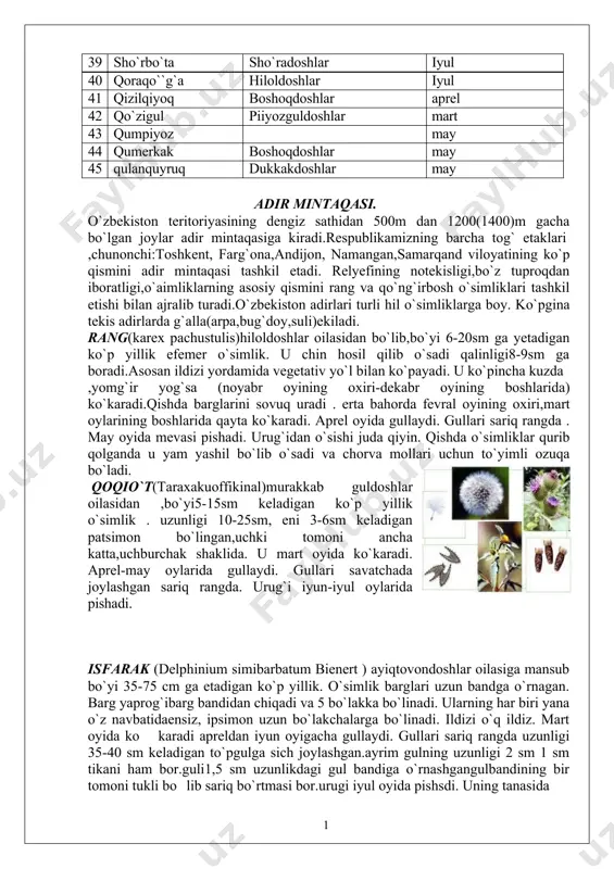 ar oilasidan bo`yi 10-60sm bir yillik o`simlik, barglari ildiz bo`g`zida va yon shoxchalari ostida joylashgan. poyasi tik yumshoq avgust oyida gullaydi gullari oq ko`kish 1 sm uzunlikda. gulkosasi sarg`ish, urig`i iyul – avgustda pishadi u savadchada joylashgan 1 savatchada 80 dan ortiq urug` bo`ladi., urug`idan yaxshi unadi. qurg`oqchilikka juda chidamli. yer ostki qismi tarkibida 0,1-0,4 efir moyi bo`ladi. momiq shirasi bilan turli yara va chipqonlar davolanadi. shirach (eremurus algae ) piyozguldoshlar oilasidan. bo`yi 30-80 sm ga yetadigan ko`p yillik o`simlik. barglari juda etli poyasida barglari bo`lmaydi. mart – aprel oylarida ko`karadi. may – iyun oylarida gullaydi , gullari poyaning uchida popuk shaklida o`rnashgan, pushti rangda. mevasi iyun – iyulda pishadi. tashqi ko`rinishi dumaloq chanoq shaklida bo`lib , uning ichida urug` yetiladi. ildizi popuk ildiz.o`zbekistonda 20 ortiq uri bor. lolaqizg`aldoq(papave rpavonium schrenk)ko`knordoshlar oilasidan, bo`yi 40sm bir yillik o`simlik. poyasi oddiy bazan asosidan shoxlanganb,qalin tukchalar bilan qoplangan. barglarining cheti qayrilgan ildiz bo`g`ziga …