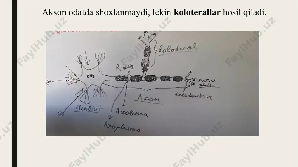 neyronning tuzilishi va vazifalari - Page 5