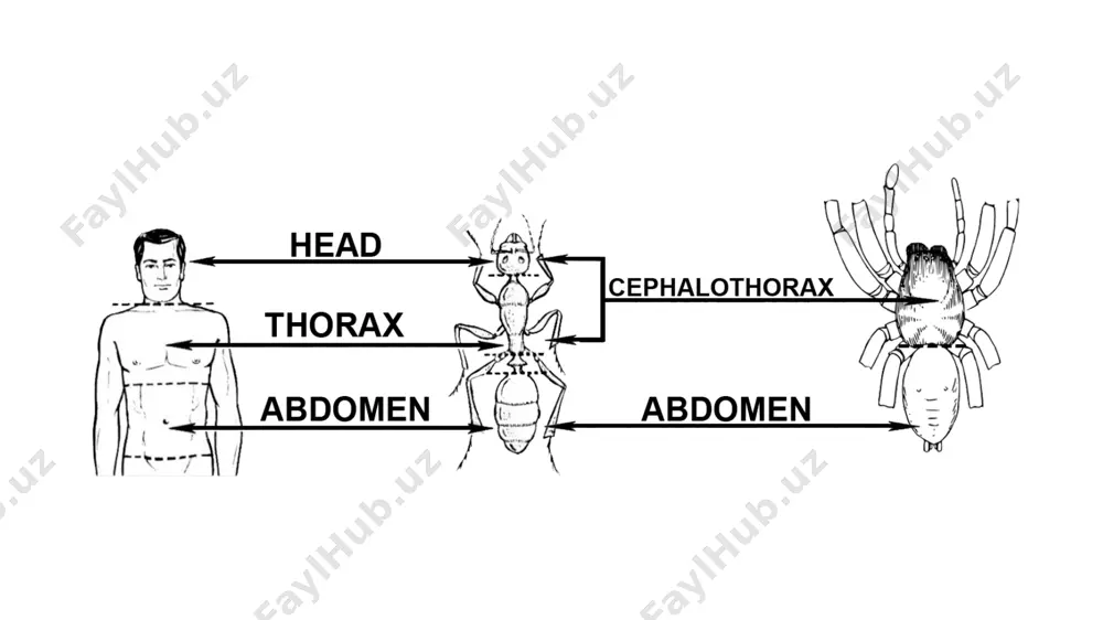 biotexnologiyada iq (intelligence quotient) darajasini ahamiyati - Page 4