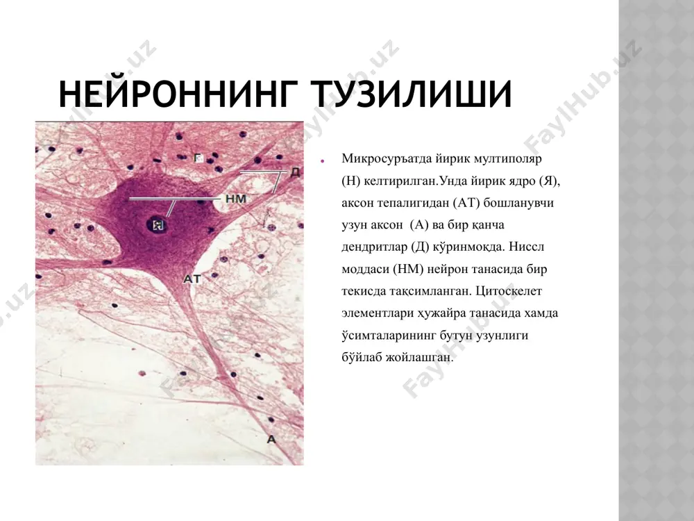 сулаланган нерв оҳири. 1 – ташқи бириктирувчи тўқимали капсула, 2 – ички (глиал) колба, 3 – сезувчи нейронларнинг дендритлари, 4 – орқа мия тугунидаги сезувчи нейронларнинг танаси, 5 – орқа миянинг орқа қобиғидаги сезувчи нейронларнинг нейритлари, 6 – орқа мия рецептор нерв оҳирлари. а – эркин нерв оҳирлари (оғриқ), б – мейснер таначалари (таъсир этиш), в - краузе колбаси (совуқ), г – фатер-пачини таначалари (босим), д – руффини таначалари (иссиқлик). капсулали сезувчи нерв оҳири (мейснер таначалари) эпидермис дерманинг сўрғичи леммоцитлар мейснер таначалари капсуланинг ҳужайралари сийрак бириктирувчи тўқима. нерв толаси сезувчи капсулаланган нерв оҳирининг ультраструктура (схемаси) (б – мейснер таначаси). 1 – капсула, 2 – махсус ҳужайралар, 3 – нерв терминаллари, 4 – миелинли нерв толаси, 5 – таянч (тиркаб турувчи) фибриллалар, 6 – эпителий. ошқозон ости безидаги ноэркин капсулланган нерв оҳири (фатер-пачини таначаси). 2 – бириктирувчи тўқима, 3 – безнинг секретор бўлими, 4 – миелинли нерв толаси, 5 – дендритнинг …