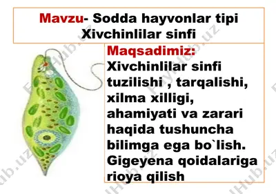 sodda hayvonlar tipi - xivchinlilar sinfi — PPTX