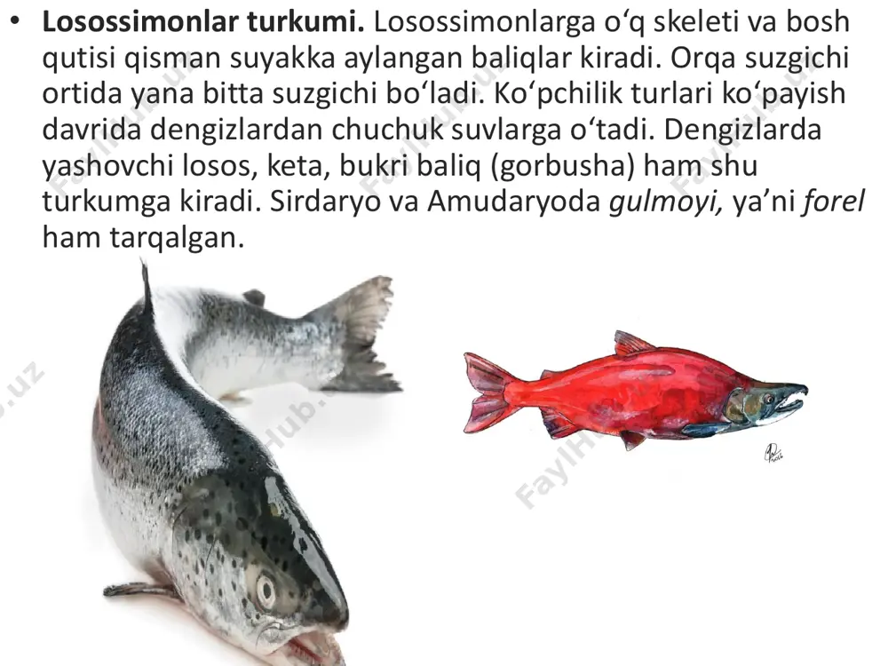 suyak-tog‘ayli baliqlar - Page 5