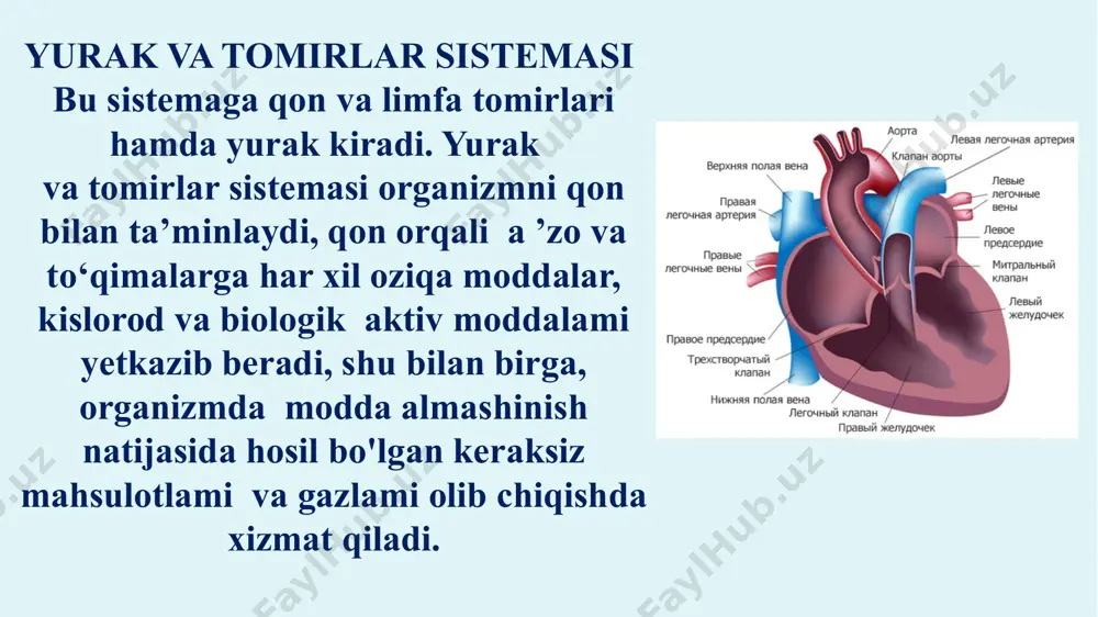 qatlamni: endoteliy hujayralaridan tashkil topgan ichki, bazal membrana va peritsit hujayralaridan iborat o'rta hamda adventitsial hujayralar va nozik kollagen tolalardan iborat tashqi qavatlami ajratish mumkin. venalar venalar tomirlar sistemasining olib ketuvchi qismi hisoblanadi. venalar devorining tuzilishi ularning faoliyati bilan uzviy bog‘liq. arteriyalarga nisbatan qon bosimining pastligi (15— 20 mm simob ustuni) va oqim tezligining kamligi (a’zolar venalarida 10 mm/s atrofida) sababli venalar devori yupqa va ularda elastik elementlar kam bo'ladi. devorida mushak elementlarining rivojlanish darajasiga qarab venalar ikki tipga bo‘linadi: 1) mushaksiz venalar; 2) mushakli venalar. mushakli venalar o‘z navbatida yana uch gruppaga bo'linadi: 1) mushak elementlari kuchsiz taraqqiy etgan, 2) mushak elementlari o ‘rtacha taraqqiy etgan va 3) mushak elementlari kuchli taraqqiy etgan venalar. yurak tuzilishi yurak ichi bo‘sh mushakli a’zo. u qon tomirlar sistemasining qonni harakatga keltiruvchi asosiy a ’zosidir. yurak devori uch pardadan: ichki — endokard, o‘rta — miokard, tashqi — epikarddan iborat endokard yurak klapanlari shakllanishida …