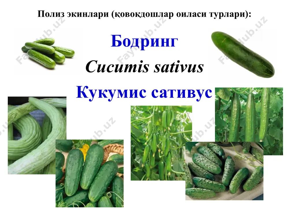 лигини қўзғатувчи замбуруғ: fusarium oxysporum f.sp. cucumerinum – фузариум оксиспорум форма кукумеринум қишлоқ хўжалик фитопатологияси полиз экинлари касалликлари ва уларга қарши кураш чоралари бодринг фузариоз сўлиши патоген тупроқда экилган бодринг (ва қовун) уруғини ва униб чиқаётган майсаларини ҳамда тупроқ юзасига чиққан ёш ўсимликларини чиритади; у айниқса кўчат экилган кундан бошлаб 3-4 ҳафта орасида катта хавф туғдиради. вилт очиқ далалар ва айниқса иссиқхоналарда дунёнинг барча минтақаларида, жумладан ўзбекистонда ҳам кенг тарқалган (қовун ва тарвузда ҳам фузариоз вилт ўзбекистонда энг хавфли касалликлар ҳисобланади). қишлоқ хўжалик фитопатологияси полиз экинлари касалликлари ва уларга қарши кураш чоралари бодринг фузариоз сўлиши зарарланган уруғбарглар сарғаяди ва чирийди, экин жуда сийрак бўлиб қолади. чинбарг чиқарган ўсимликлар илдизи ва илдиз бўғзи чирийди; улар ўсишдан орқада қолади ва олдин айрим палаклари, сўнгра барчаси сўлиб, қурийди. баъзан кўриниши соғлом ўсимлик бир кечада сўлиб қолади. одатда етилган ўсимликларда олдин битта ёки бир нечта пастки, сўнгра аста-секин юқорироқ жойлашган барглар, охирида бутун ўсимлик …