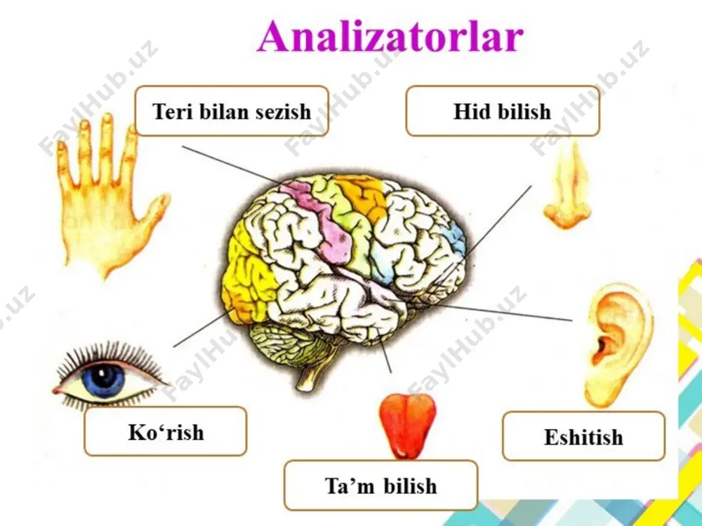 sezgilar va uning qonuniyatlari - Page 5