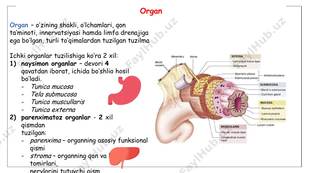 ’shlig’ini yuqori devorini tashkil qiladi burun bo’shlig’idan ajratib turadi yutish va nutq hosil bo’lishida ishtirok etadi 2 qismdan iborat: palatum durum palatum molle palatum durum asosi processus palatinus maxillae et lamina horizontalis palatinae raphe palatini papilla incisivi plicae palatinae transversae palatum molle asosi biriktiruvchi to’qimali plastinka (aponevrosis palatinae) hamda ustki va ostki tomondan shilliq qavat bilan o’ralgan muskullar anatomik elementlar: velum palatinum arcus palatoglossus arcus palatopharyngeus tonsilla palatina uvula yumshoq tanglay muskullari 5 ta muskuli bor: ko’taradi taranglaydi. tanglay chodirini tushiradi m.levator veli palatini – tanglay chodirini m.tensor veli palatini – tanglay chodirini m.palatoglossus – til ildizini ko’tarib, m.palatopharyngeus – halqumni ko’taradi, tanglay chodirini tushiradi m.uvulae – tilchani shaklini o’zgartiradi yumshoq tanglay muskullari lingua – til shilliq qavat bilan qoplangan muskulli organ ovqatni aralashtiradi, ta’mini sezadi va yutishda qatnashadi nutq hosil bo’lishida asosiy organ hisoblanadi qismlari: apex linguae corpus linguae radix linguae yuzalari: dorsum linguae margo linguae facies inferior linguae …