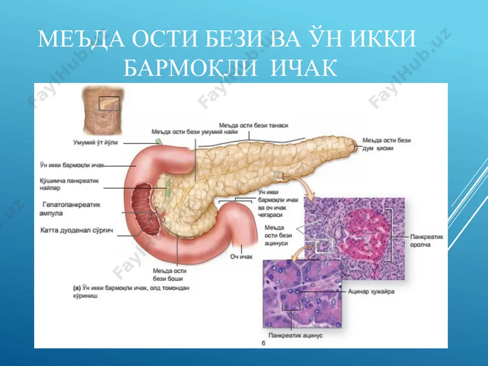 ур-функционал бирлиги ҳисобланади.классик бўлакчалар кўп бурчакли призма шаклида бўлиб,бир-бири билан бўлакчалараро бириктирувчи тўқима билан ажралиб туради. бўлакчаларда жигар триадалари жойлашган. портал булакча (а) ва жигар ацинуси (б) 1 – классик булакчалар, 2 – марказий веналар, 3 – триада, 4 – септал қон томирлари: а – оптимал, б – ўрта ва в – суст қон билан таъминланувчи зоналари жигар структур -функционал тузилишининг уч хил концепцияси гепатоцитлар ва уларнинг синусоид капиллярлар билан алоқаси гепатоцитлар ультраструктураси ва асосий вазифаси жигар хужайралари кўп бурчакли полигонал шаклда бўлиб,гепатоцитлар қон капиллярлари ва ўт каналчалари билан алоқада бўлганлиги учун уларда иккита қутб фарқланади.одамда оқиш ва қорамтир гепатоцитлар тафовут этилади. гепатоцитлар органеллаларга бой хужайралар ҳисобланади жигар – классик булакча ва унинг қон томирларини тузилиши схемаси 1 – булак венаси 2 – сегментар вена 3 – булакчалараро томирлар ва ўт йули 4 – септал томирлар ва ўт йули 5 – триада 6 – синусоид капилляр 7 – марказий вена …