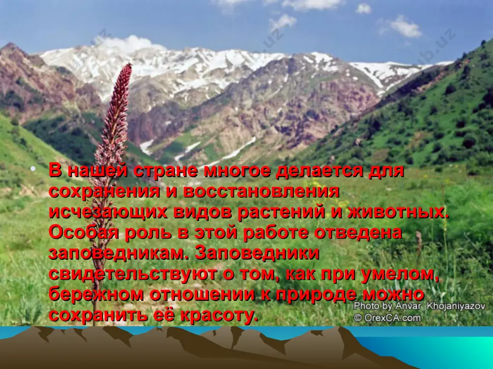 заповедники узбекистана - Page 4