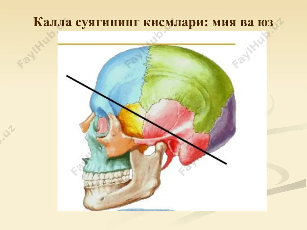 калла ички асосининг олдинги чуқурини шакллантиришда иштирок этади. пешона суягининг бурун қисми pars nasalis, олдинги томонда ғалвирсимон суяк кемтиги, incisura ethmoidalis ни беркитиб туради, пешона суягининг бу қисми ўртасида ғалвирсимон суяк жойлашади. лобная кость os frontale ғалвирсимон суяк ғалвирсимон суяк, os ethmoidale, шаклига кўра икки ёни эзилган кубга ўхшайди. бу суяк жуда енгил ва мўрт. ғалвирсимон суяк икки пластинкадан: ғалвирсимон пластинка lamina cribrosa, перпендикуляр пластинка lamina perpendicularis ва ғалвирсимон суяк лабиринти labyrinthus ethmoidalis лардан иборат. ғалвирсимон суякнинг илматешик пластинкаси, lamina cribrosa пешона суягининг incisura ethmoidalis кемтигини эгаллаб туради. унинг кўплаб тешикчалари бўлиб, улардан ҳидлов нервининг ипчалари ўтади. ўрта текисликда хўроз тожи ўсиғи, crista galli туради. бу тузилмага миянинг қаттиқ пардаси келиб бирикади. ғалвирсимон суяк суякнинг перпендикуляр пластинкаси сагиттал текисликда жойлашиб, димоқ суяги билан бурун бўшлиғи тўсиғини шакллантиришда иштирок этади. чап ва ўнг ғалвирсимон лабиринтлар юпқа суяк пластинкадан иборат бўлиб, бу пластинкалар ҳар хил йўналишдадир. улар катакчалар, cellulae ethmoidalis ларнинг деворини …
