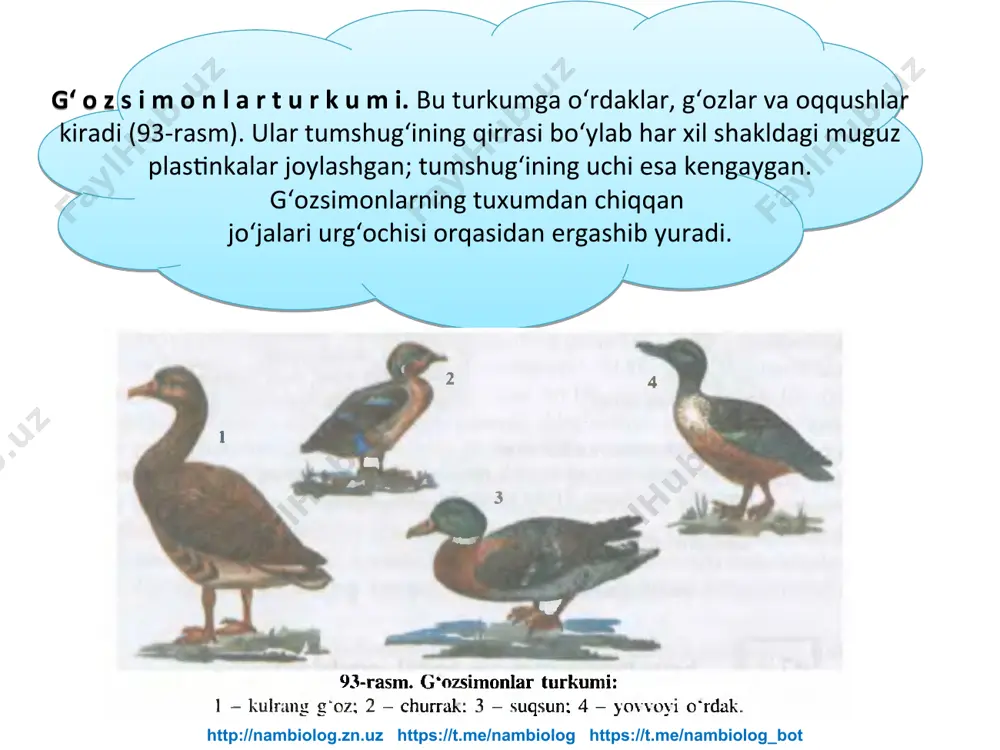 "suv havzalari va sohil qushlari" - Page 5