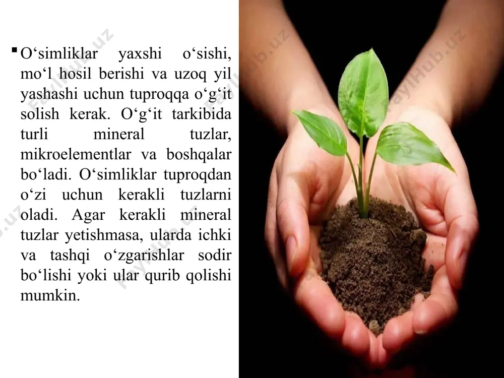 a o‘simliklarning hosildorligini oshiradi. savol va topshiriqlar tuproqqa nima uchun o‘g‘it solinadi? o‘g‘itlar necha xil bo‘ladi? agar o‘simliklarga zarur mineral tuzlar yetishmasa, ularda qanday o‘zgarishlar sodir bo‘ladi? ekinga ortiqcha mineral o‘g‘it solish qanday salbiy oqibatlarga olib keladi? maktab o‘quv-tajriba dalasida o‘simliklarga organik va mineral o‘g‘itlar solib, ularning o‘simlik hosiliga va atrof-muhitga qanday ta’sir qilishini kuzating.