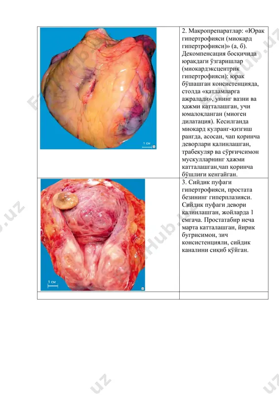 микропрепаратлар - Page 3